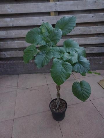Ficus umbellata gevlochten stam 120 cm ,  beschikbaar voor biedingen