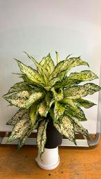 Aglaonema white kiwi.  Pot 19, Huis en Inrichting, Kamerplanten, Ophalen of Verzenden