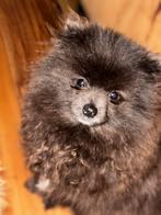 Pomeriaan pup kerst aanbieding € 900, Dieren en Toebehoren, Honden | Poolhonden, Keeshonden en Oertypen, Particulier, Reu, 8 tot 15 weken
