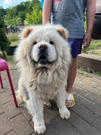 Chow Chow pups, Dieren en Toebehoren, Honden | Poolhonden, Keeshonden en Oertypen, België, Particulier, Rabiës (hondsdolheid)