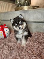 Mini Pomsky pups F3 25-10-2025, Rabiës (hondsdolheid), 8 tot 15 weken, Meerdere, Meerdere dieren