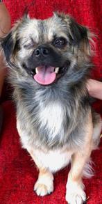 Vrolijke, vriendelijke  jongen zoekt huis., Dieren en Toebehoren, Honden | Niet-rashonden, Particulier, Rabiës (hondsdolheid)