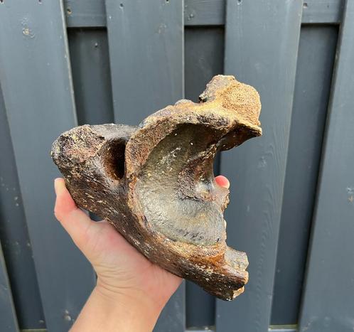 Atlaswervel mammoet fossiel noordzee, Verzamelen, Mineralen en Fossielen, Fossiel, Ophalen of Verzenden