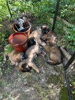6 Belgische herderspups ( nog 4 beschikbaar ), Dieren en Toebehoren, Rabiës (hondsdolheid), 8 tot 15 weken, Meerdere, Meerdere dieren
