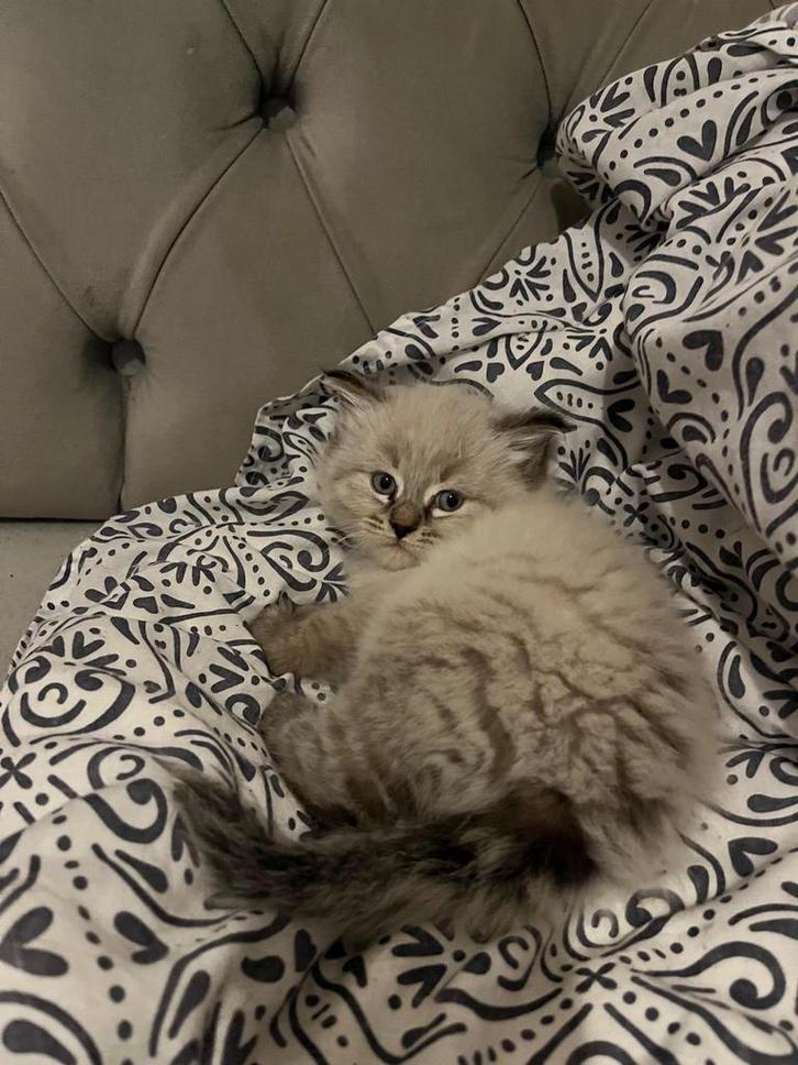 Siberische katten, Dieren en Toebehoren, Katten en Kittens | Raskatten | Langhaar, Meerdere dieren, 0 tot 2 jaar, Gechipt, Ontwormd