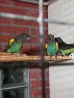 Meijerpapegaaien, Dieren en Toebehoren, Vogels | Parkieten en Papegaaien, Meerdere dieren, Parkiet, Geringd