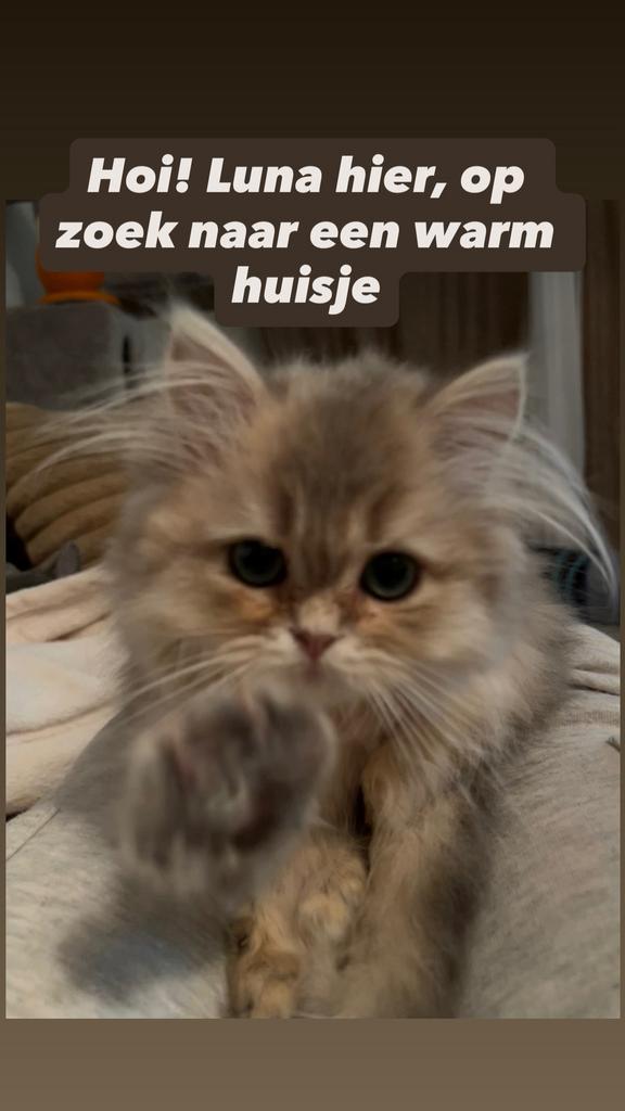 Britse Korthaar / langhaar kitten, Dieren en Toebehoren, Katten en Kittens | Raskatten | Korthaar, Poes, Ontwormd, Ingeënt