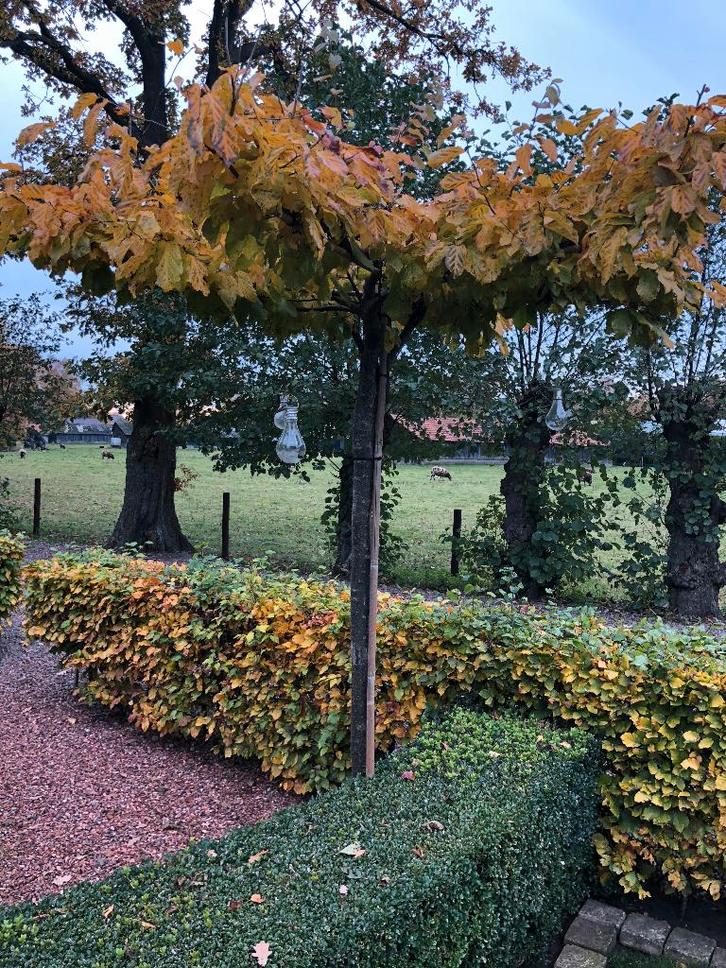 Dak boom, Dak Parrotia, IJzerhout, DE MOOISTE DAK BOOM, Tuin en Terras, Planten | Bomen, Dakboom, 250 tot 400 cm, Volle zon, Winter