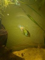 Jonge Electric blue Acara's te koop 4-5 cm, Dieren en Toebehoren, Vissen | Aquariumvissen, Vis