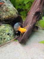 4 grote Sulawesi Slakken (5+ cm), Dieren en Toebehoren, Vissen | Aquariumvissen, Slak of Weekdier, Zoetwatervis