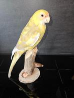 Prachtige opgezette rosella parkiet ( mutatie geel ), Verzamelen, Dierenverzamelingen, Ophalen of Verzenden, Nieuw, Vogel, Opgezet dier