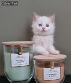 Ragdoll kittens met stamboom, Kater, Gechipt