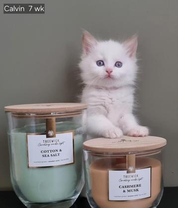 Ragdoll kittens met stamboom beschikbaar voor biedingen