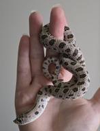 1.0 haakneus (heterodon Nasicus) Superarctic 66% het. albino, Slang, 0 tot 2 jaar