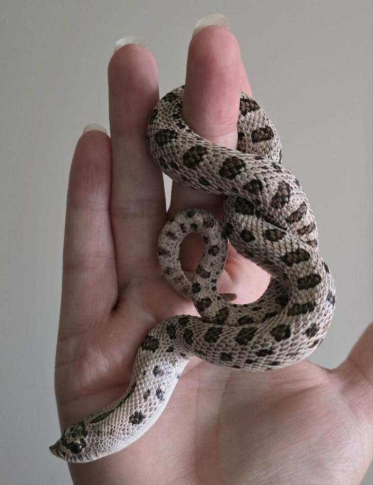 1.0 haakneus (heterodon Nasicus) Superarctic 66% het. albino, Dieren en Toebehoren, Reptielen en Amfibieën, Slang, 0 tot 2 jaar