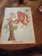 Afbeelding Lawson Wood aap en giraf 1940, Verzamelen, Dierenverzamelingen, Ophalen of Verzenden, Zo goed als nieuw