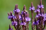 Bio zaden Ijzerhard - Verbena officinalis | Inheemse plant, Verzenden, Voorjaar, Halfschaduw, Zaad