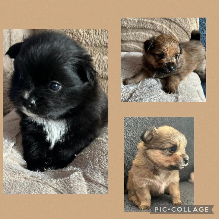 Pomchi puppy’s, Dieren en Toebehoren, Honden | Chihuahua's en Gezelschapshonden, Meerdere dieren, Overige rassen, Particulier