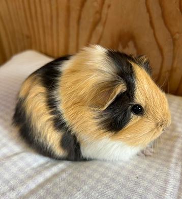 Jong cavia mannetje mixje beschikbaar voor biedingen