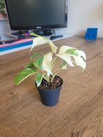 Rhaphidophora Tetrasperma Variegata - Zeldzame Plant!, Tuin en Terras, Planten | Tuinplanten, Ophalen, Vaste plant, Bloeit niet