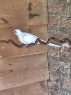 1 jonge bonte diamantduif, Dieren en Toebehoren, Vogels | Overige Vogels, Geslacht onbekend