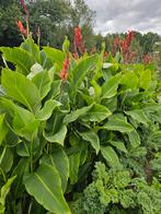 Canna, bloemriet knollen rhizomen (4 voor 10 Euro), Tuin en Terras, Bloembollen en Zaden, Ophalen of Verzenden, Volle zon, Knol