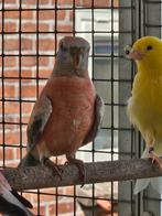 Jonge bourks parkiet, Dieren en Toebehoren, Meerdere dieren, Parkiet, Geringd