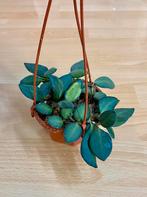 Hoya sp. aff. Burtoniae, Ophalen of Verzenden, Halfschaduw, Minder dan 100 cm