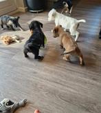 Kruising pups, Dieren en Toebehoren, Honden | Niet-rashonden, 8 tot 15 weken, Meerdere, Meerdere dieren, Klein