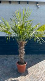 Trachycarpus Fortunei palmboom Stamhoogte 90 cm, Zomer, Volle zon, Ophalen, Palmboom