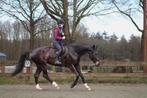 Orun 3 Instructrice, Diensten en Vakmensen, Dieren | Paarden | Verzorging, Oppas en Les, Ruiter of Bijrijder