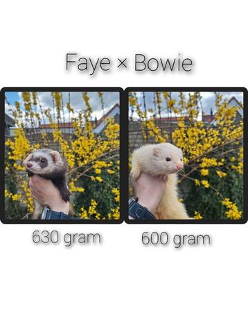 Pups Faye x Bowie beschikbaar voor biedingen