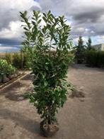 Prunus 'Novita', Ophalen, Laurier, Struik, Minder dan 100 cm