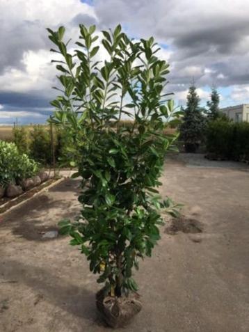 Prunus 'Novita' beschikbaar voor biedingen