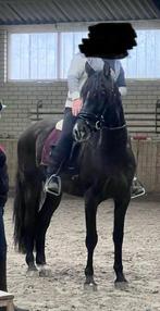 5 jarige recreatie topper!, Dieren en Toebehoren, Paarden, Ruin, Ontwormd, 3 tot 6 jaar