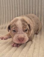 Prachtig American Bully XL nestje, CDV (hondenziekte), Overige rassen, 8 tot 15 weken, Meerdere