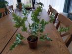 Blue star fern, Huis en Inrichting, Kamerplanten, Overige soorten, Halfschaduw, Ophalen