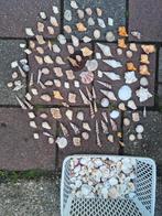 Forse collectie schelpen! Veel verschillende soorten! Schelp, Ophalen of Verzenden, Schelp(en)