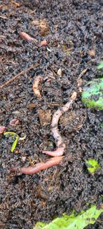 Mooie tijgerwormen voor compostbak, wormenhotel, Ophalen