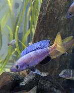 28x Cyprichromis Leptosoma Kitumba - Tanganyika, Dieren en Toebehoren, Vis