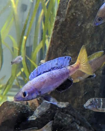 28x Cyprichromis Leptosoma Kitumba - Tanganyika  beschikbaar voor biedingen