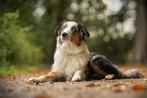 Australian shepherd 1,5 jaar, Dieren en Toebehoren, Reu, CDV (hondenziekte), 1 tot 2 jaar, Eén hond