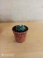 Astrophytum asterias potmaat 5.5 nummer C869, Huis en Inrichting, Kamerplanten, Ophalen of Verzenden, Halfschaduw, Minder dan 100 cm