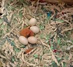 Baby agapornissen dwergpapegaai lovebird, Dieren en Toebehoren, Vogels | Overige Vogels, Geslacht onbekend, Tam