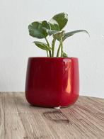 Epipremnum N’joy plant is incl pot, Ophalen of Verzenden, Overige soorten, Minder dan 100 cm