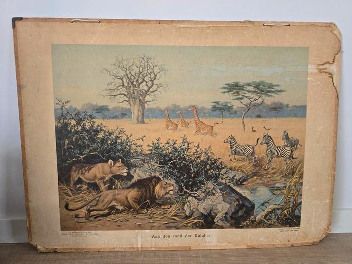 Schoolplaat Aan den rand der Kalahari' door M.A. Koekoek €20, Antiek en Kunst, Antiek | Schoolplaten, Natuur en Biologie, Ophalen of Verzenden
