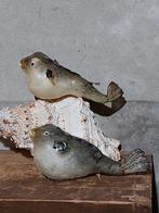 Opgezette papeggaivis egelvis purpucine  scaridae  kogelvis, Nieuw, Ophalen of Verzenden