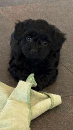 Mooie Maltipoo pups, Dieren en Toebehoren, Honden | Niet-rashonden, 8 tot 15 weken, Meerdere, Meerdere dieren, Klein