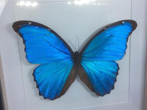 vlinder Morpho Didius, Verzamelen, Dierenverzamelingen, Nieuw, Opgezet dier, Insect, Ophalen of Verzenden
