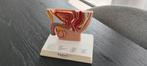 Anatomisch Model Mannelijk Bekken, Ophalen, Zo goed als nieuw